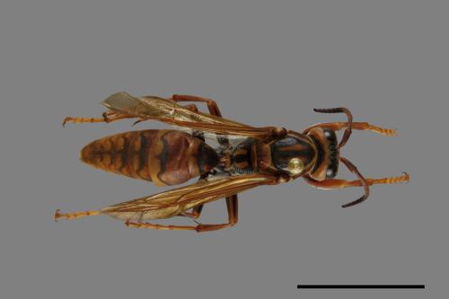 Polistes jokahamae[果馬蜂][00074367]