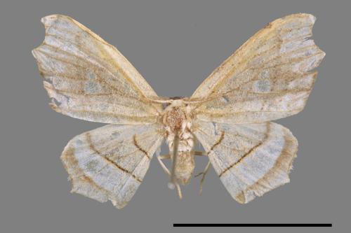 Leucobrepsis excisa[四窗帶鉤蛾][00047200]