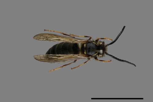 Vespula flaviceps[細黃胡蜂][00072874]