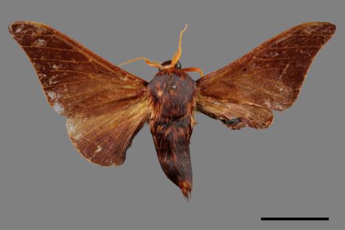 Mustilia sphingiformis gerontica[鉤翅赭蠶蛾][00059400]