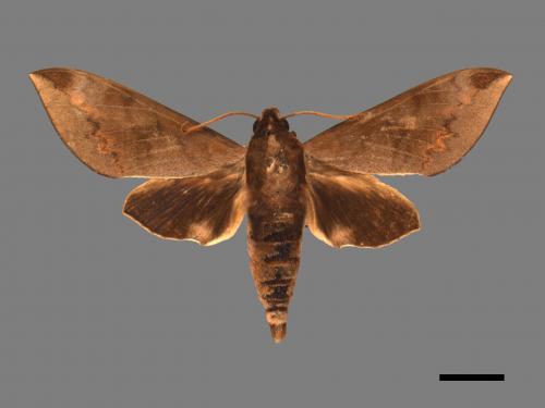 Acosmerycoides harterti[鋸線天蛾][00016856]