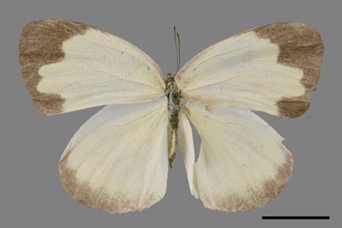 Eurema blanda arsakia[臺灣黃蝶][00013973]