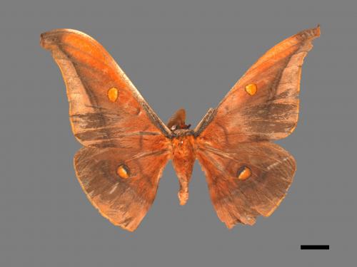 Antheraea formosana[紅目天蠶蛾][00016239]