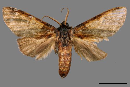 Pseudofentonia nigrofasciata[00052678]