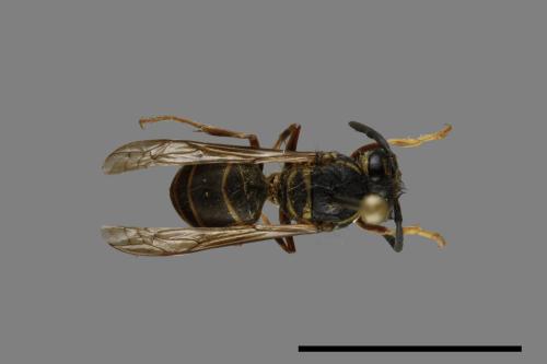 Vespula flaviceps[細黃胡蜂][00073099]