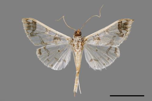 Polythlipta divaricata[00024705]