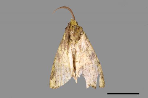 Dindica polyphaenaria[裏黃峰尺蛾][00037733]