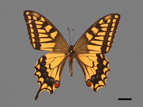 Papilio machaon sylvinus[黃鳳蝶][00013734]