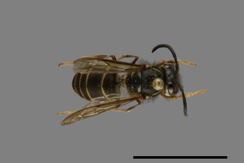 Vespula flaviceps[細黃胡蜂][00073061]