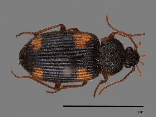 <已分類>Family：Carabidae[步行蟲科][00026081]