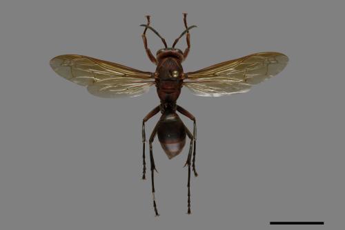 Polistes tenebricosus[赭褐長腳蜂][00101498]