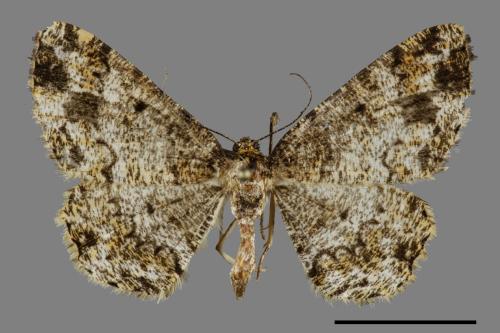 <已分類>Family：Geometridae[尺蠖蛾科][00099601]