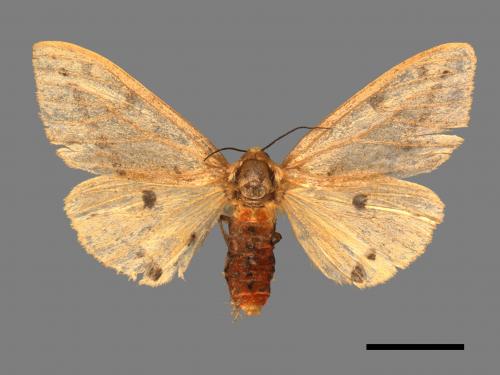 Spilarctia fumida[煙污燈蛾][00039974]