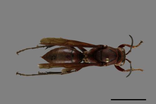 Polistes tenebricosus[赭褐長腳蜂][00074434]