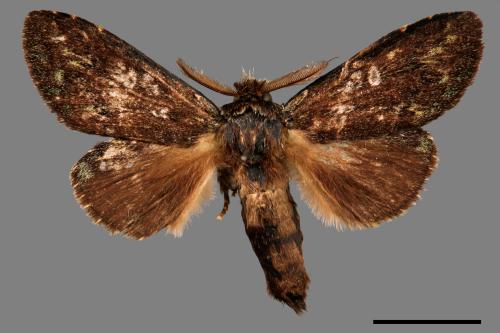 Syntypistis viridipicta[基青舟蛾][00058596]