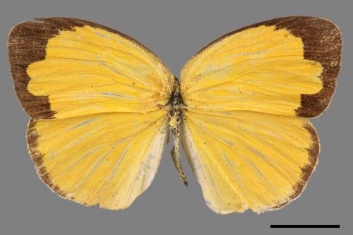 Eurema alitha esakii[江崎黃蝶][00015515]