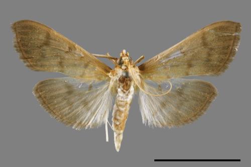 <已分類>Family：Crambidae[草螟科][00069004]
