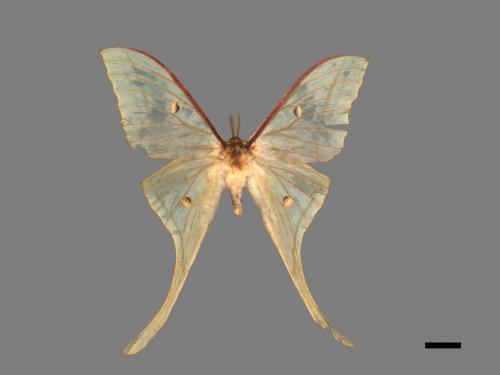 Actias selene ningpoana[長尾水青蛾][00016013]