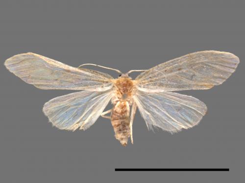 Schistophleps bipuncta[珠苔蛾][00039289]