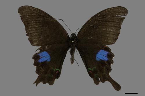 Papilio paris nakaharai[大琉璃紋鳳蝶][00094500]