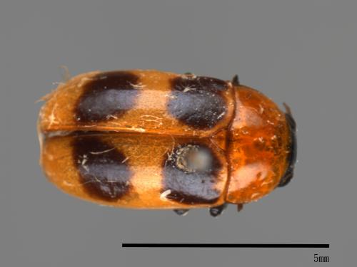 <已分類>Family：Chrysomelidae[金花蟲科][00080473]