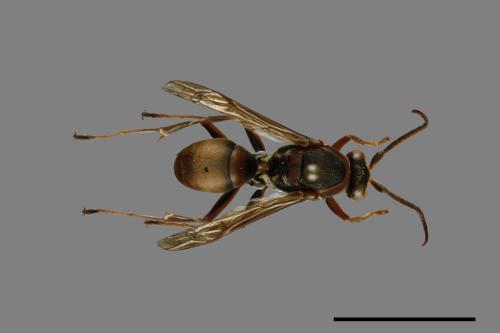 Polistes takasagonus[雙斑長腳蜂][00100864]