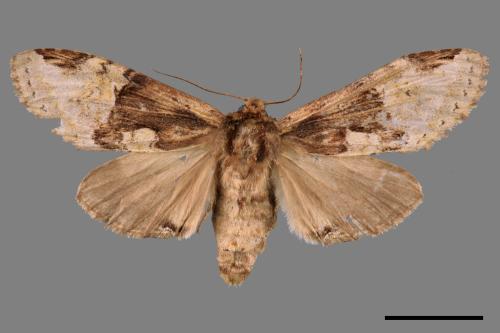 Formofentonia orbifer rotundata[圓紛舟蛾][00056609]