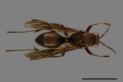 Polistes tenebricosus[赭褐長腳蜂][00101737]