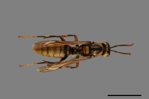 Polistes jokahamae[果馬蜂][00072581]