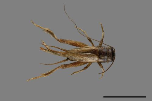 <已分類>Family：Gryllidae[蟋蟀科][00054437]