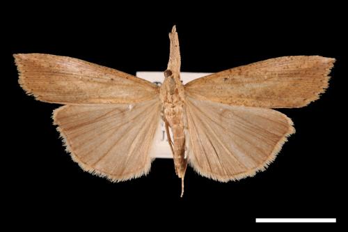 Hypena longipennis[00009726]