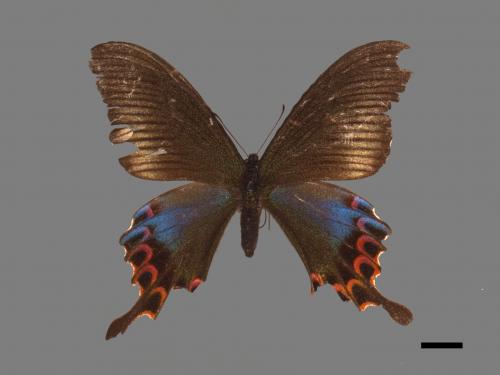 Papilio hopponis[雙環鳳蝶][00013887]