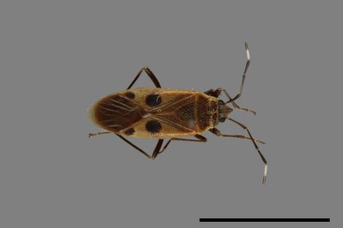 Physopelta parviceps[東亞斑紅椿][00040136]