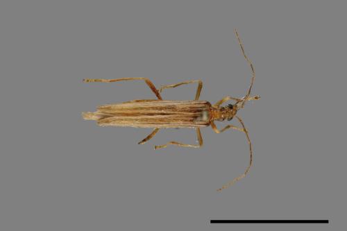 <已分類>Family：Cantharidae[菊虎科][00094983]