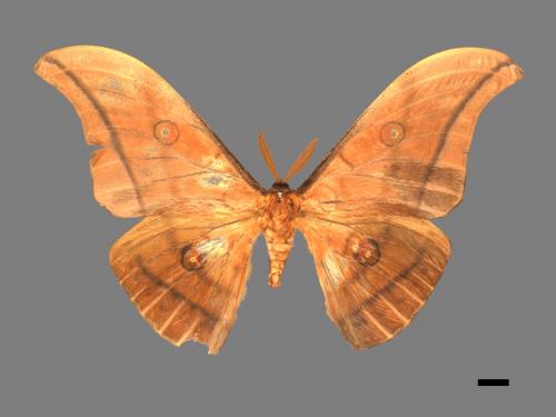 Antheraea yamamai superba[大透目天蠶蛾][00016201]