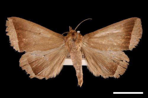 <已分類>Genus：Simplicia[00011403]