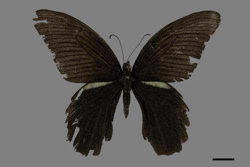 Papilio protenor protenor[黑鳳蝶][00101262]