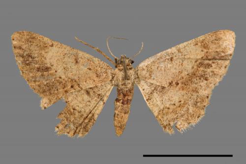 Psilalcis breta rantaizana[巒大山小尺蛾][00057470]