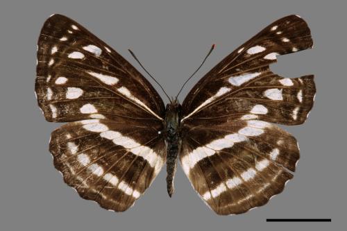 Neptis nata lutatia[臺灣三線蝶][00027429]