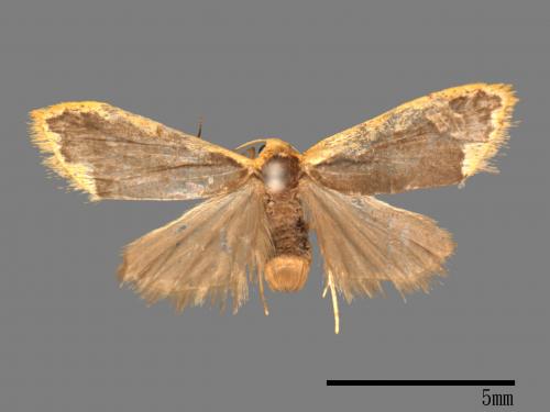 Diduga flavicostata[黃緣苔蛾][00022310]