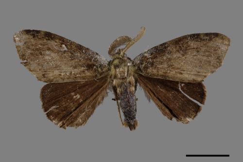 Ilema olivacea[角斑毒蛾][00051163]