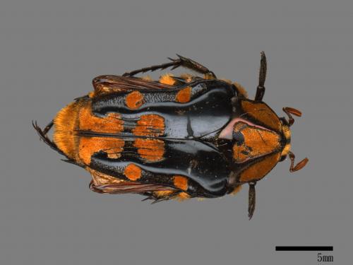 Coilodera penicillata formosana[北埔陷紋金龜][00081490]