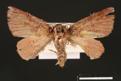 Carea internifusca[間赭瘤蛾][00004641]
