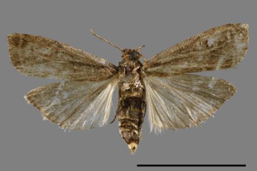 <已分類>Family：Crambidae[草螟科][00064172]
