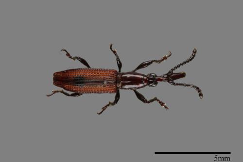 <已分類>Family：Brentidae[三錐象鼻蟲科][00092523]