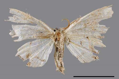 Dysaethria flavistriga[黃紋雙尾蛾][00047343]