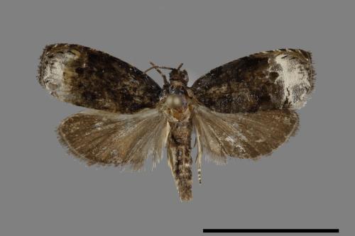 <已分類>Family：Tortricidae[捲葉蛾科][00092310]
