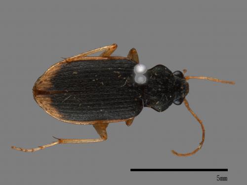 <已分類>Family：Carabidae[步行蟲科][00026186]