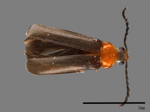 <已分類>Family：Cantharidae[菊虎科][00041932]