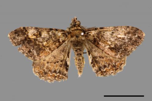 Alcis taiwanovariegata[暗黃斑霜尺蛾][00056433]